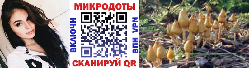 Псилоцибиновые грибы Psilocybe  Горно-Алтайск 