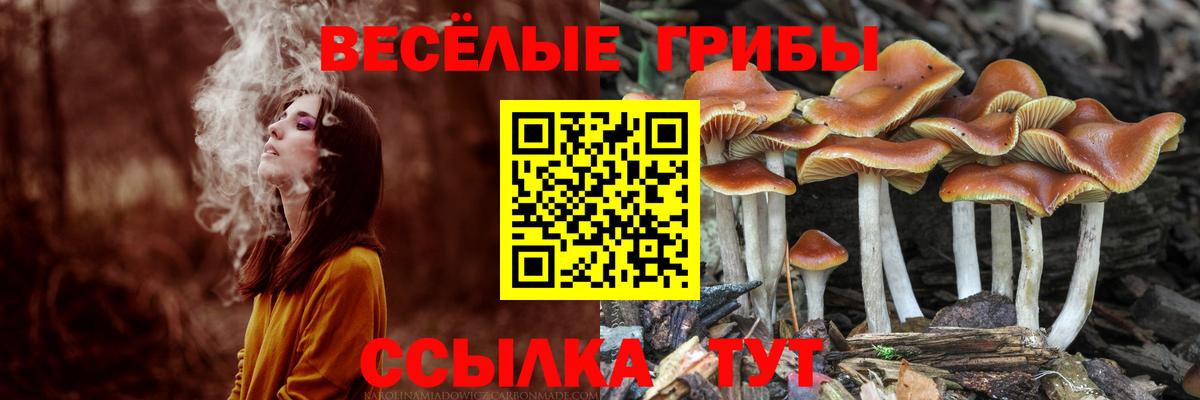 Псилоцибиновые грибы прущие грибы Горно-Алтайск